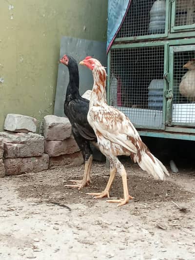 Almost 7-Month Aseel Cocks (Makhni Chini + Black) - Urgent Sale