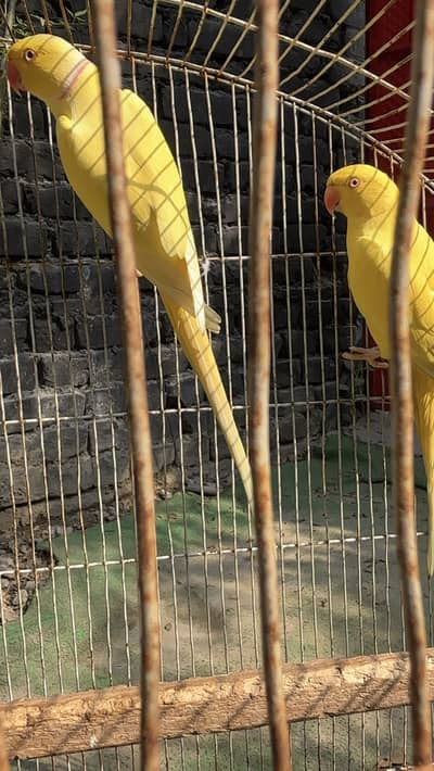 Yellow lutino breeder pair excellent quality