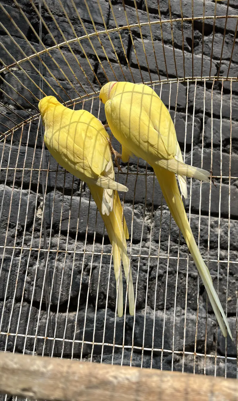Yellow lutino breeder pair excellent quality — photo 3