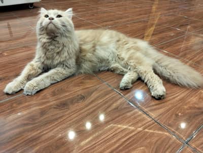 Persian Cat/Triple Coat/Fully Heavy & Fluffy Hair