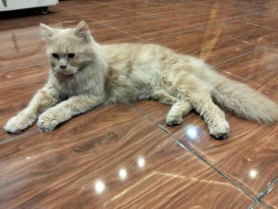 Persian Cat/Triple Coat/Fully Heavy & Fluffy Hair