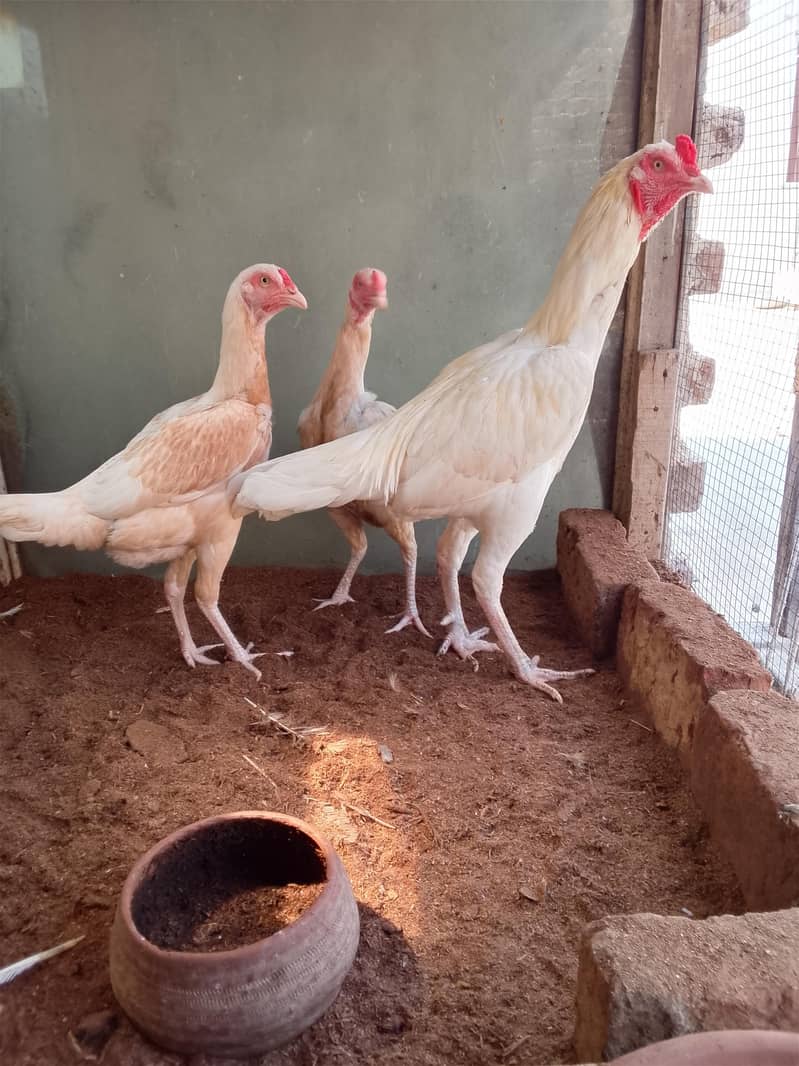 Two Hen one roaster 13