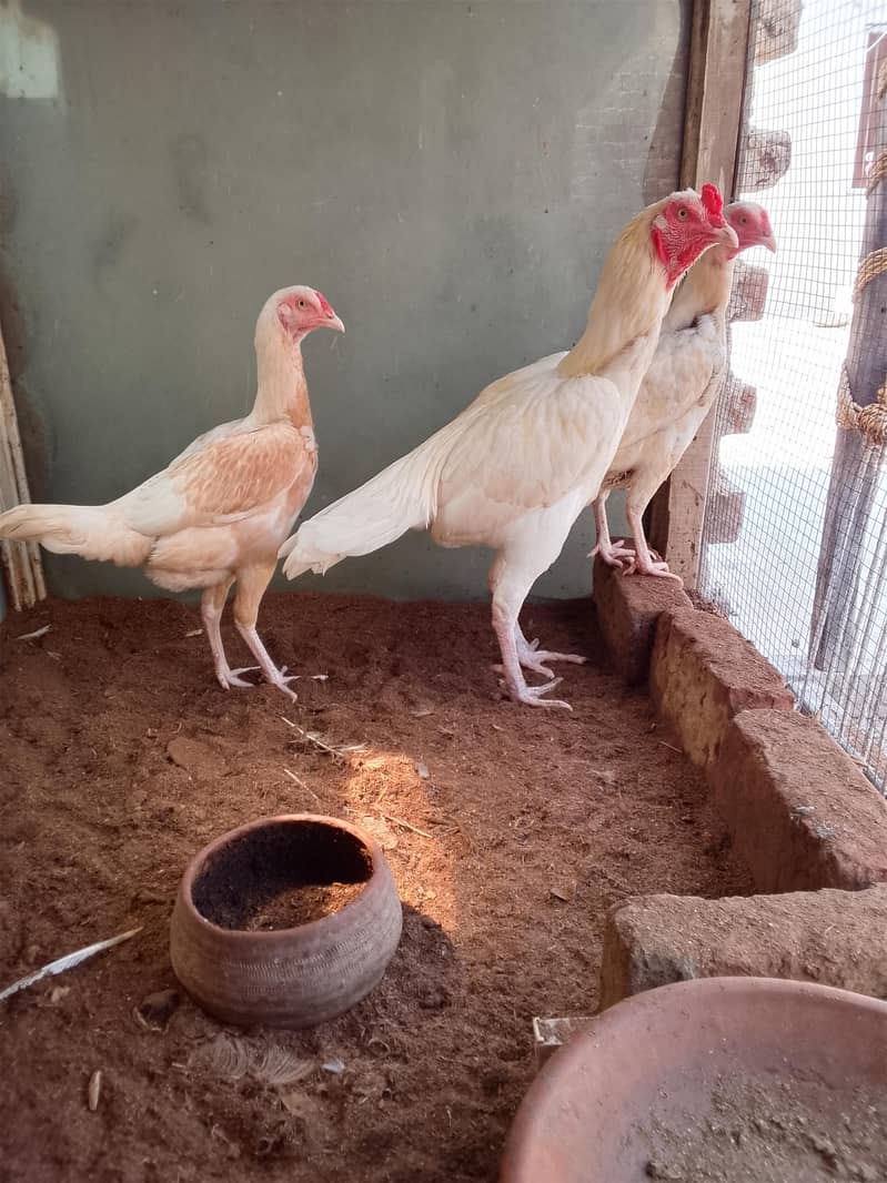 Two Hen one roaster 14