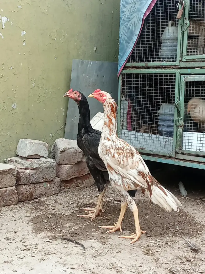 7-Month Aseel Cocks (Makhni Chini + Black) - Urgent Sale — photo 2