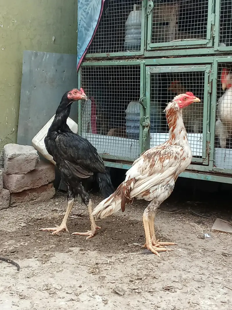 7-Month Aseel Cocks (Makhni Chini + Black) - Urgent Sale — photo 3