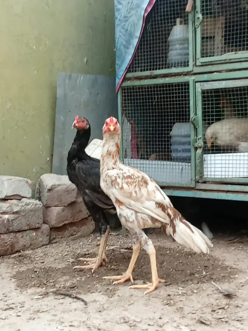 7-Month Aseel Cocks (Makhni Chini + Black) - Urgent Sale — photo 4
