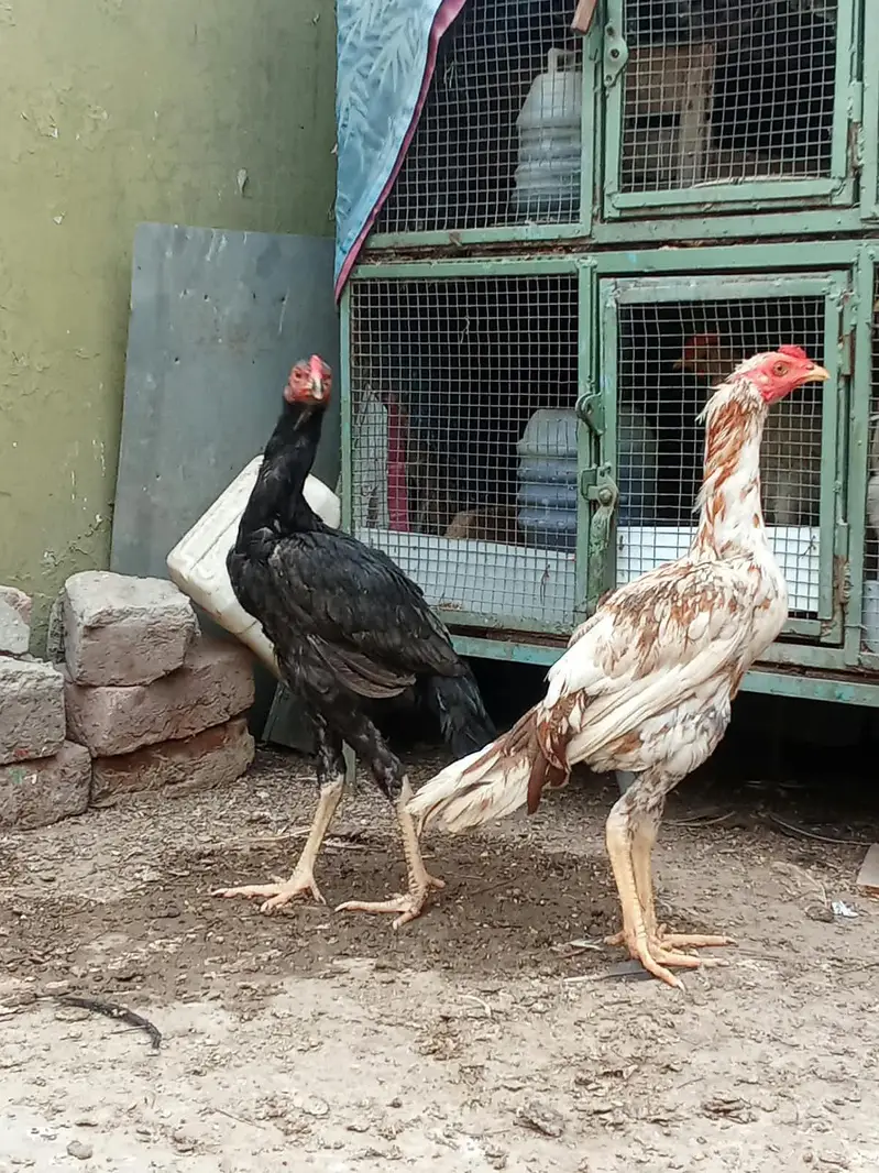 7-Month Aseel Cocks (Makhni Chini + Black) - Urgent Sale — photo 5