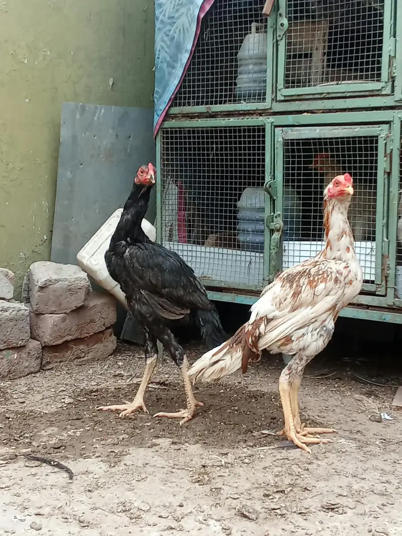 7-Month Aseel Cocks (Makhni Chini + Black) - Urgent Sale — photo 6