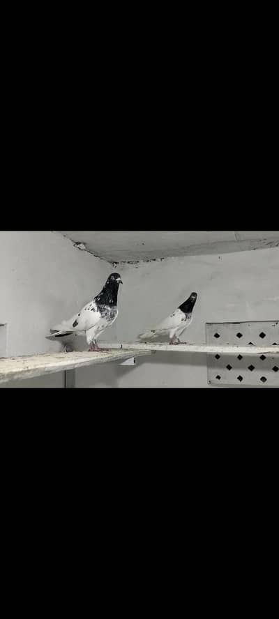 pigeon sale black face