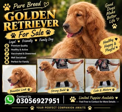 Golden retriever female available for sale