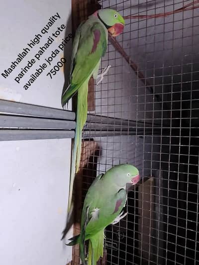 mashallah se bahut and quality ki hai pahadi tote Hain aur love bird