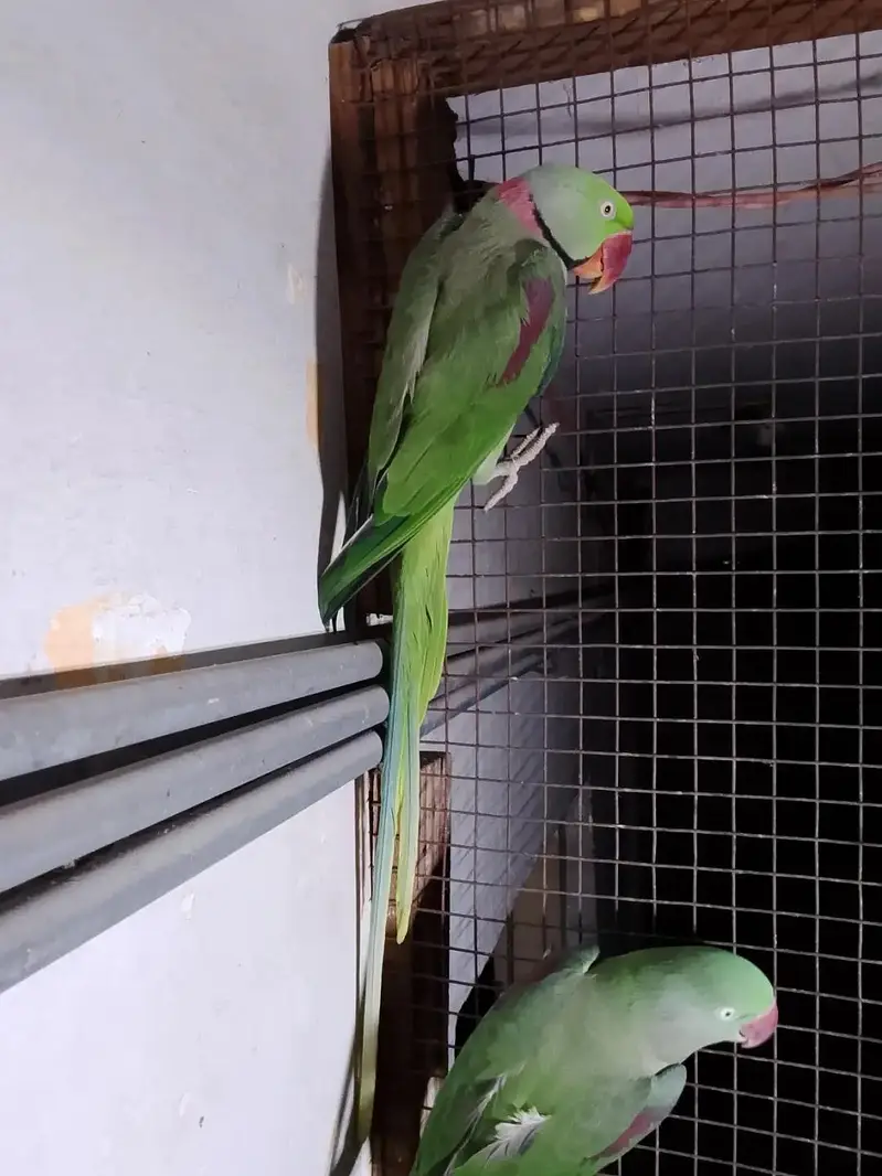 mashallah se bahut and quality ki hai pahadi tote Hain aur love bird — photo 2