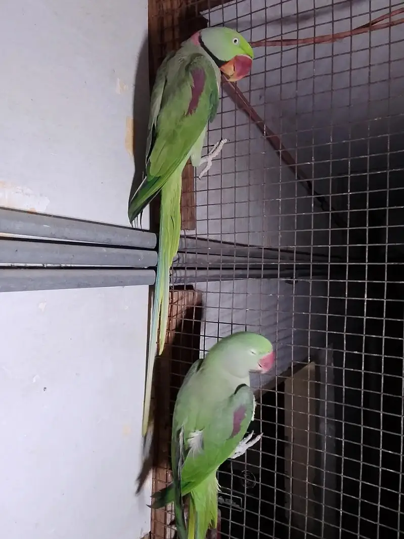 mashallah se bahut and quality ki hai pahadi tote Hain aur love bird — photo 3