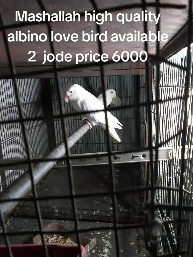 mashallah se bahut and quality ki hai pahadi tote Hain aur love bird — photo 4