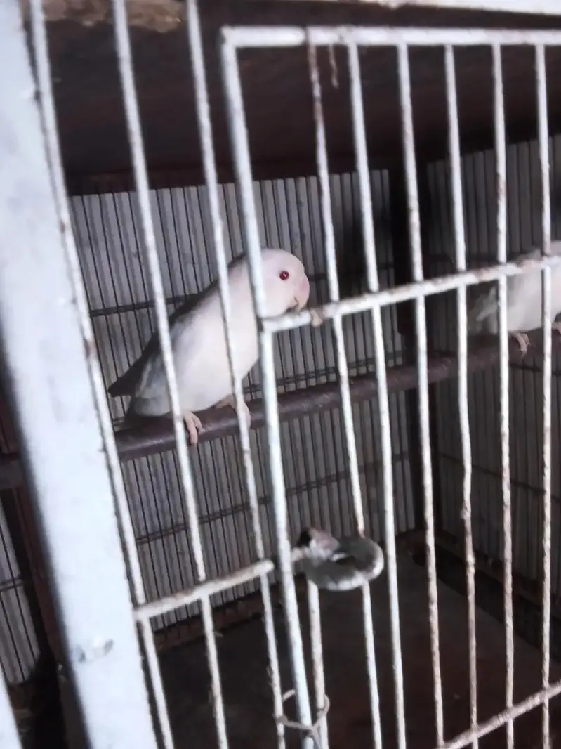 mashallah se bahut and quality ki hai pahadi tote Hain aur love bird — photo 5