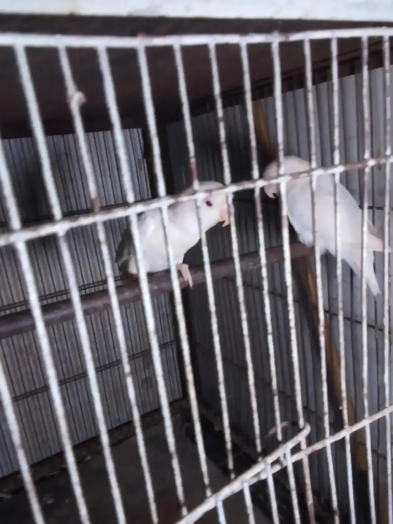 mashallah se bahut and quality ki hai pahadi tote Hain aur love bird — photo 6