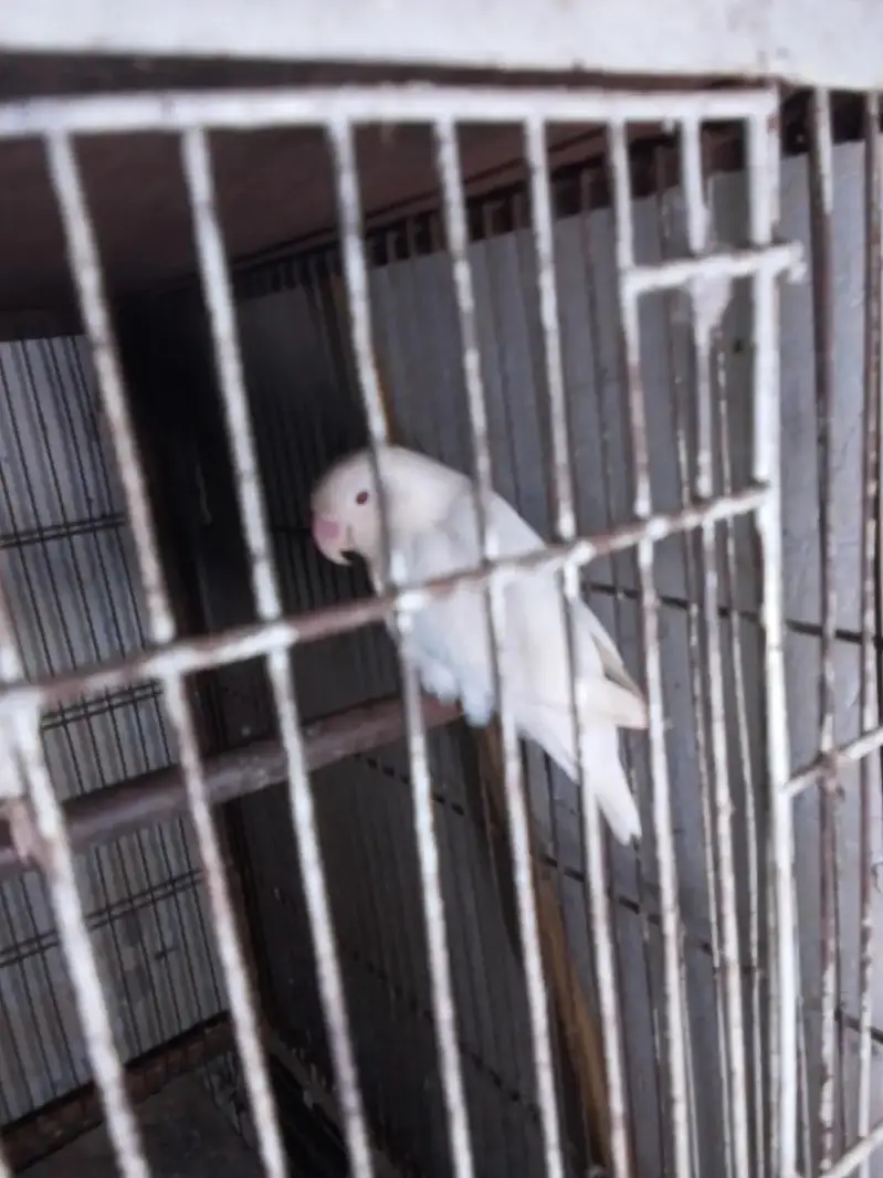 mashallah se bahut and quality ki hai pahadi tote Hain aur love bird — photo 7
