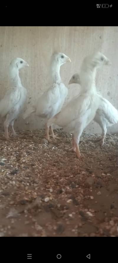 king shamoo chicks