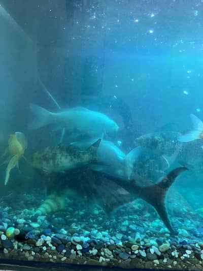 Fishes For Sale