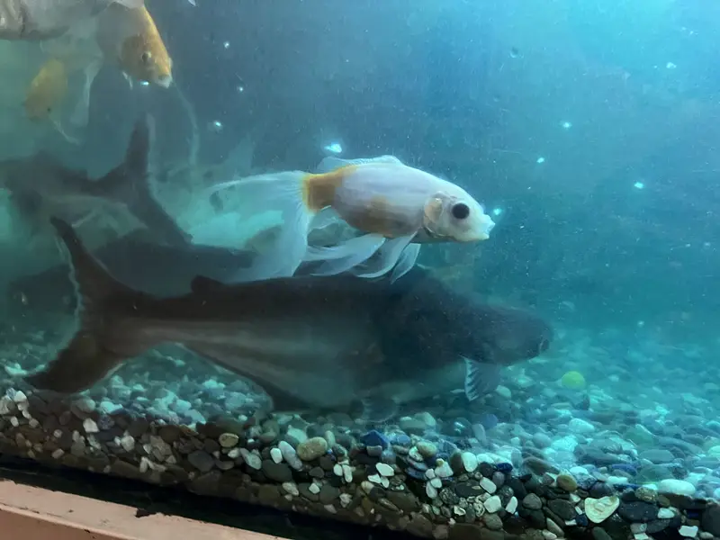 Fishes For Sale — photo 3