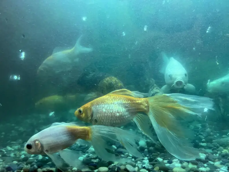 Fishes For Sale — photo 8