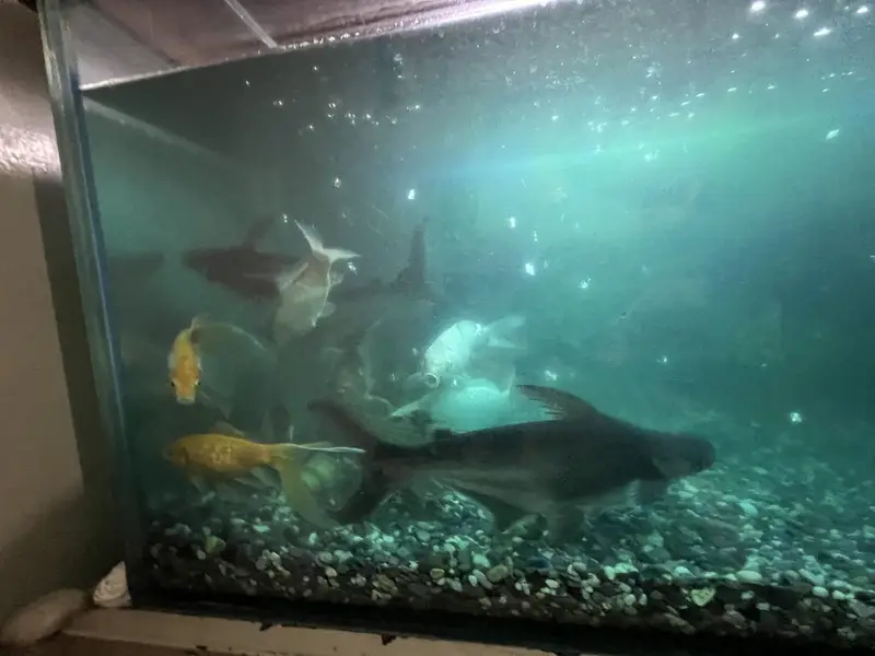 Fishes For Sale — photo 9