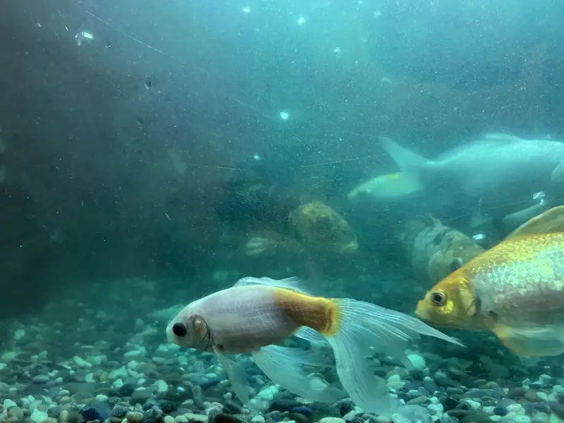 Fishes For Sale — photo 10
