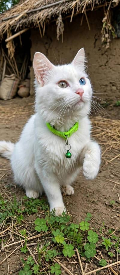 triple cote od eyes fimle full trnd cat 03489375822