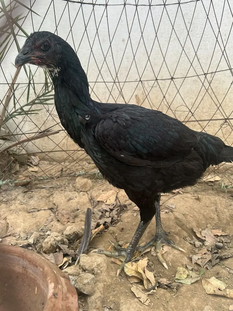 Aseel Thai rabta number 03024343259 — photo 2