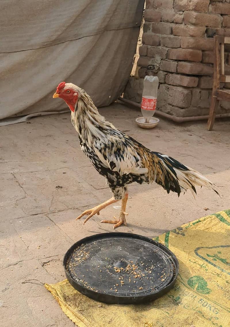 خالص میاں والی چینا اصیل مرغا فار سیل (گھر کا پلا ہوا) 0