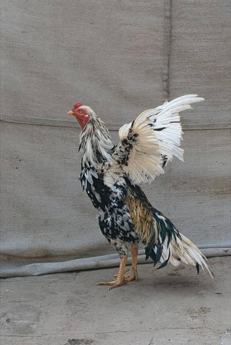 خالص میاں والی چینا اصیل مرغا فار سیل (گھر کا پلا ہوا) 1