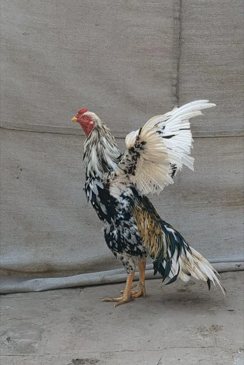 خالص میاں والی چینا اصیل مرغا فار سیل (گھر کا پلا ہوا) — photo 2