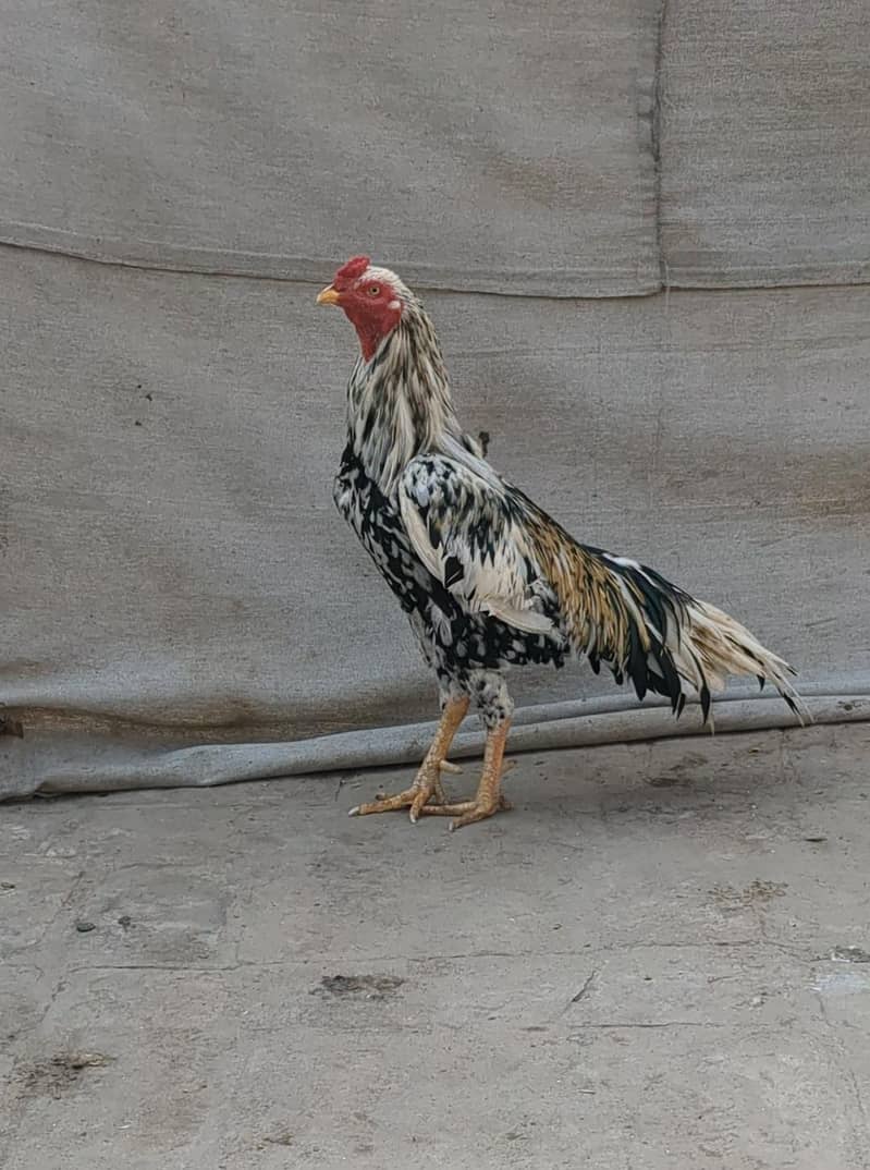 خالص میاں والی چینا اصیل مرغا فار سیل (گھر کا پلا ہوا) 2