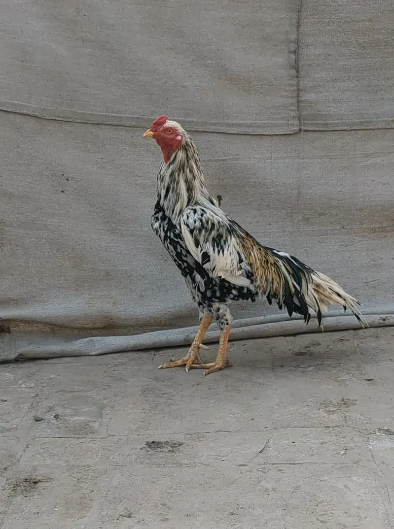 خالص میاں والی چینا اصیل مرغا فار سیل (گھر کا پلا ہوا) — photo 3