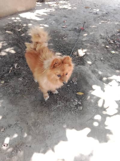 pomeranian beautiful dogs