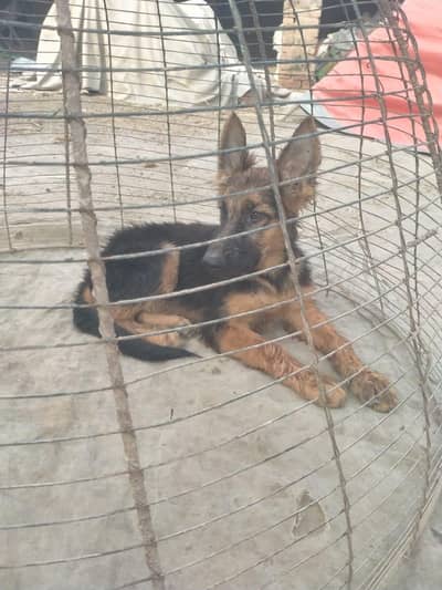 Two dog male baby for sale