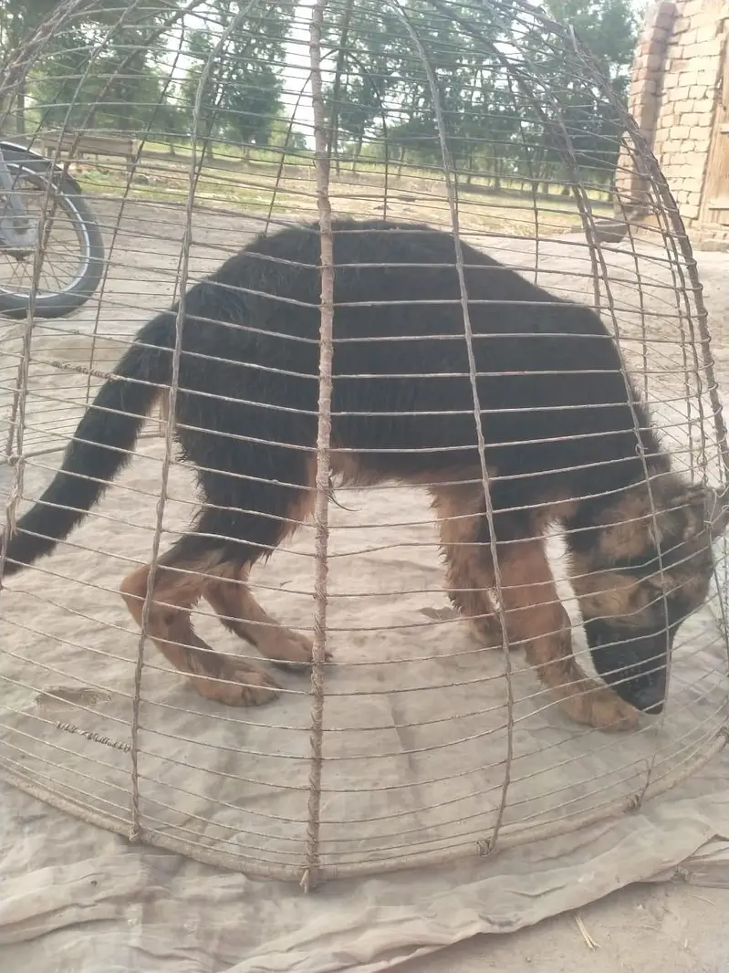Two dog male baby for sale — photo 2