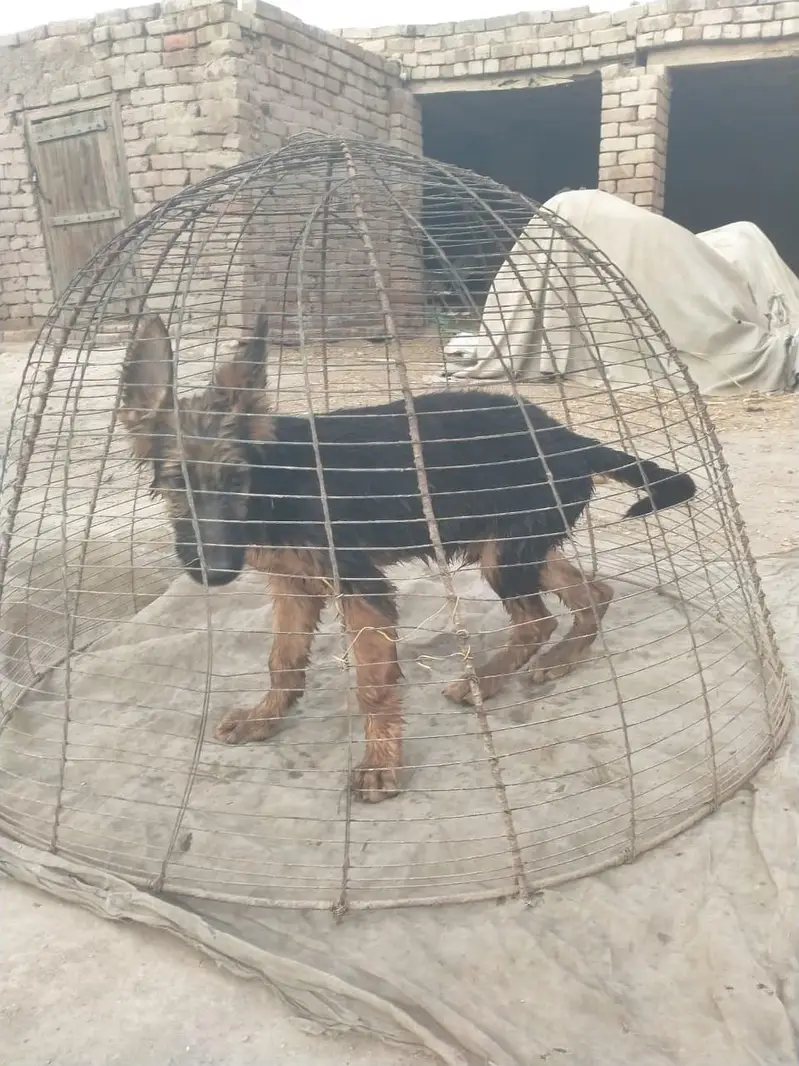 Two dog male baby for sale — photo 3