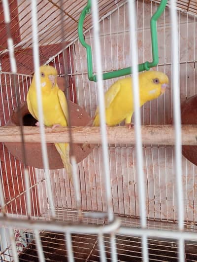 budges parrot for sale