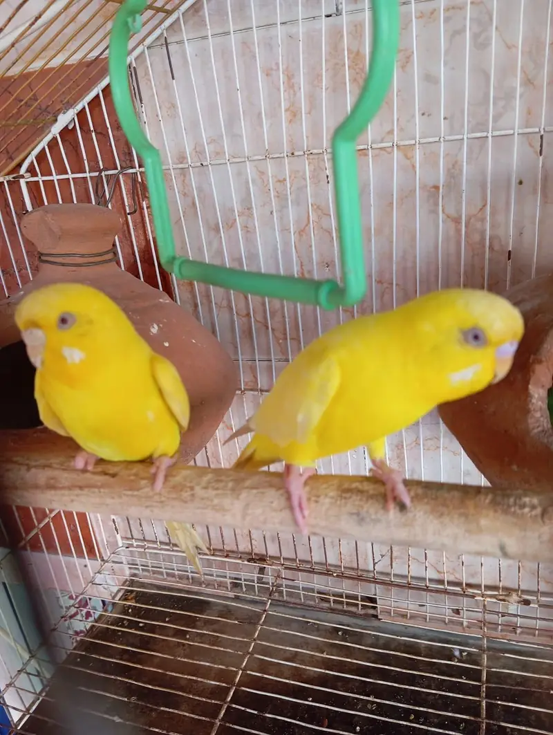 budges parrot for sale — photo 2