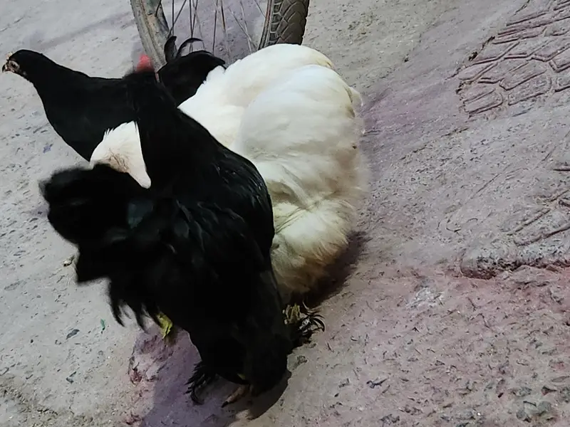 healthy hens black and white pair avaible — photo 2