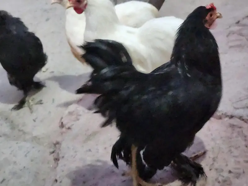 healthy hens black and white pair avaible — photo 3