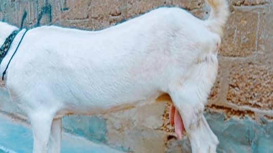 rajanpuri bakri