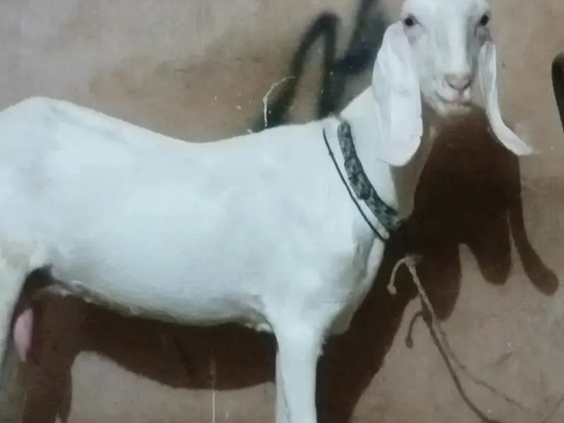 rajanpuri bakri — photo 2