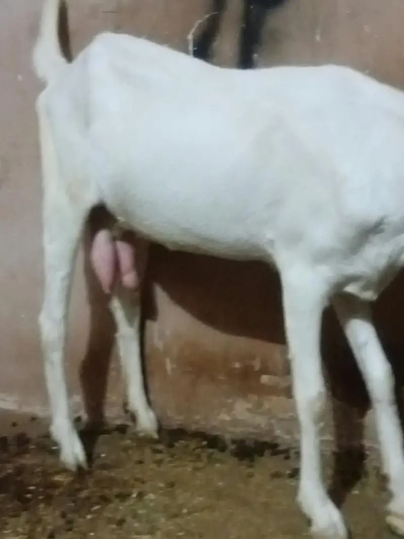 rajanpuri bakri — photo 3
