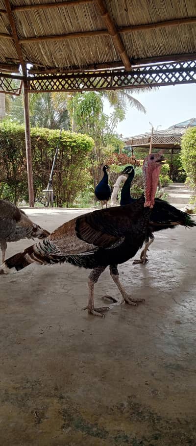 turkey active 2 male available in town