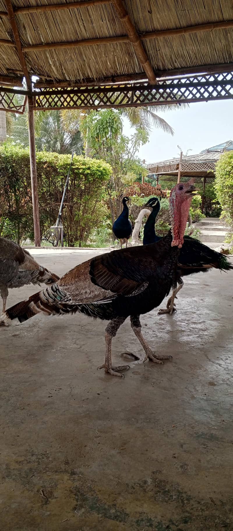 turkey active 2 male available in town - Other Birds - 1120249210