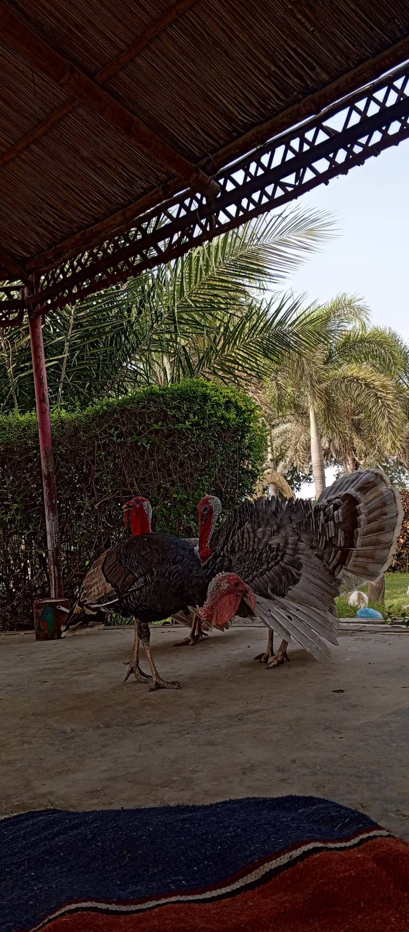 turkey active 2 male available in town - Other Birds - 1120249210