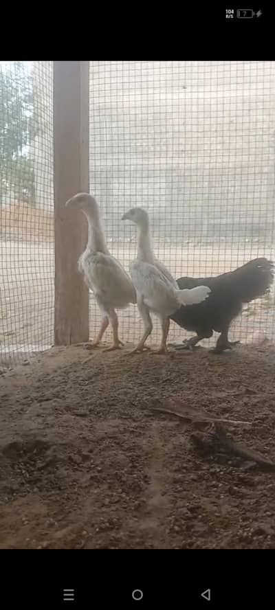 king shamoo chicks