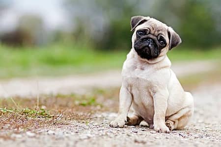 show quality pug male pup for sale  video on whatsapp